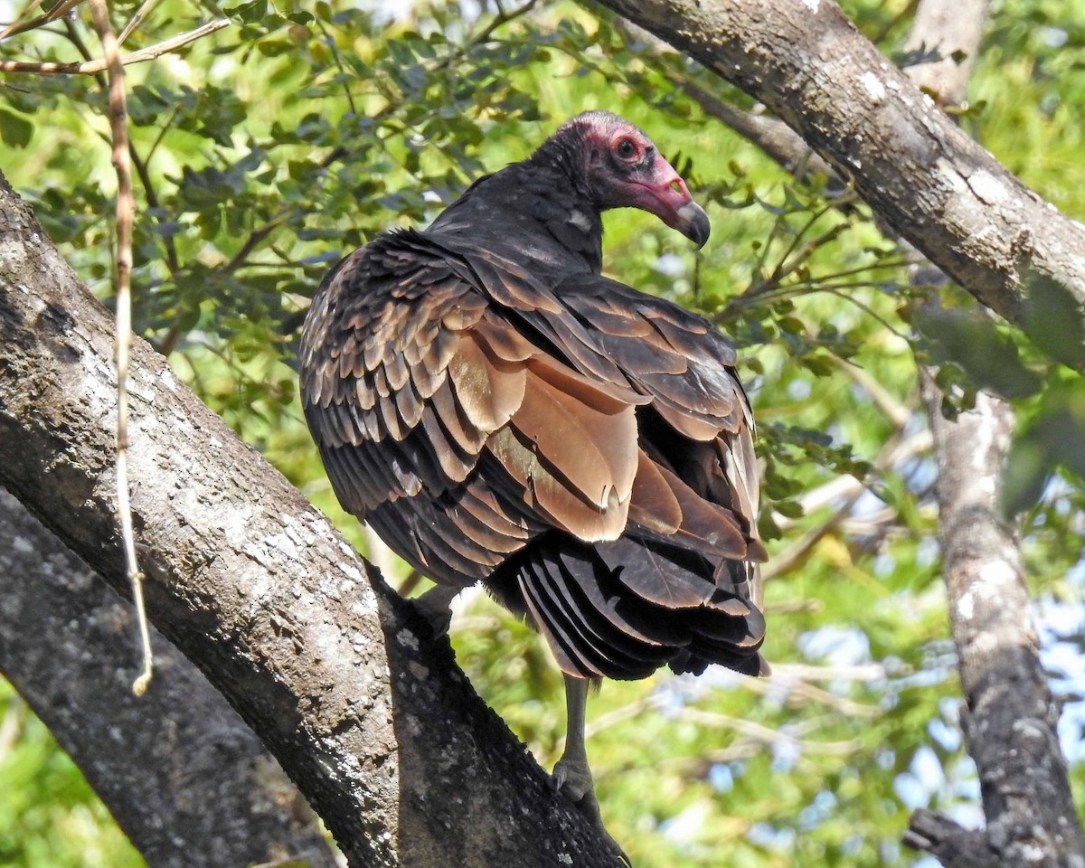 Turkey Vulture - Danilo Moreno