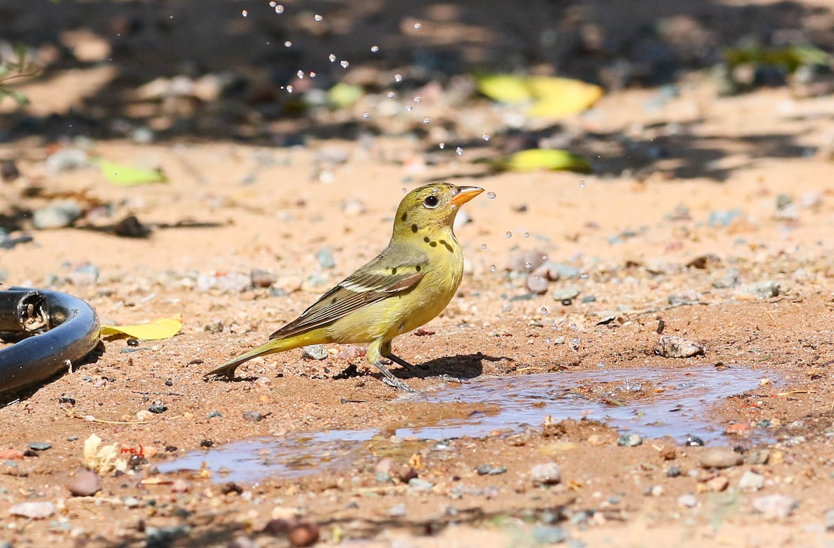 Western Tanager - ML101065081