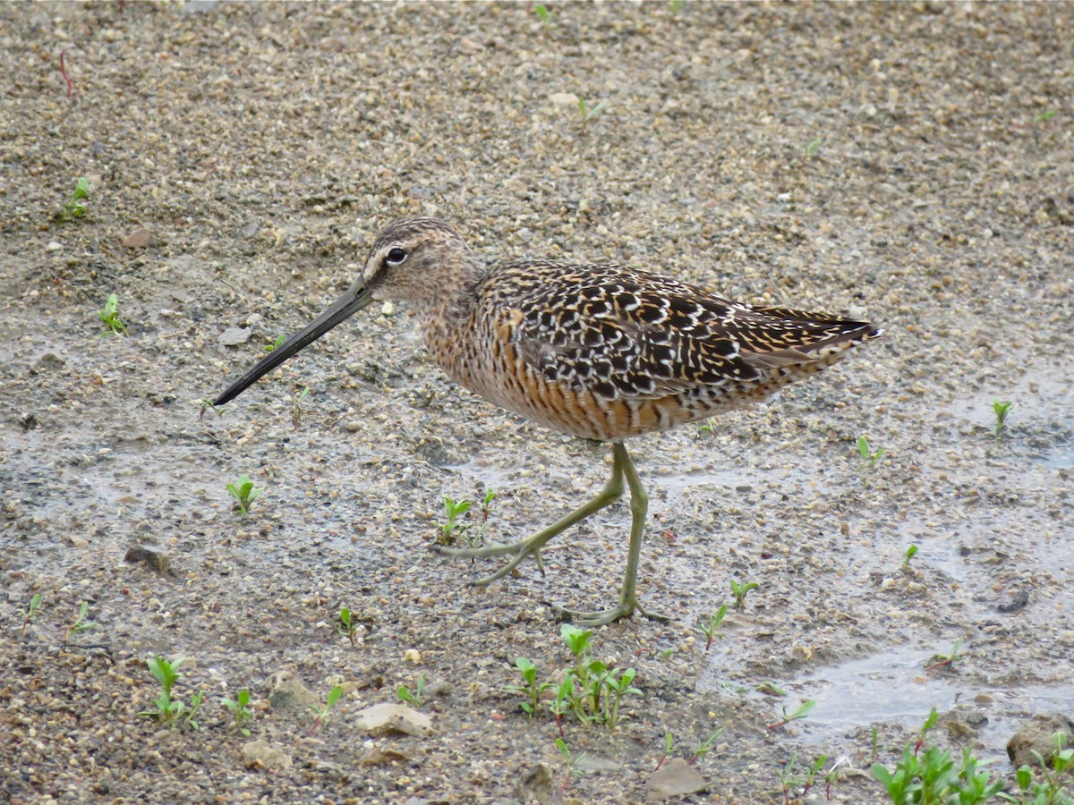 Long-billed Dowitcher - ML101066281