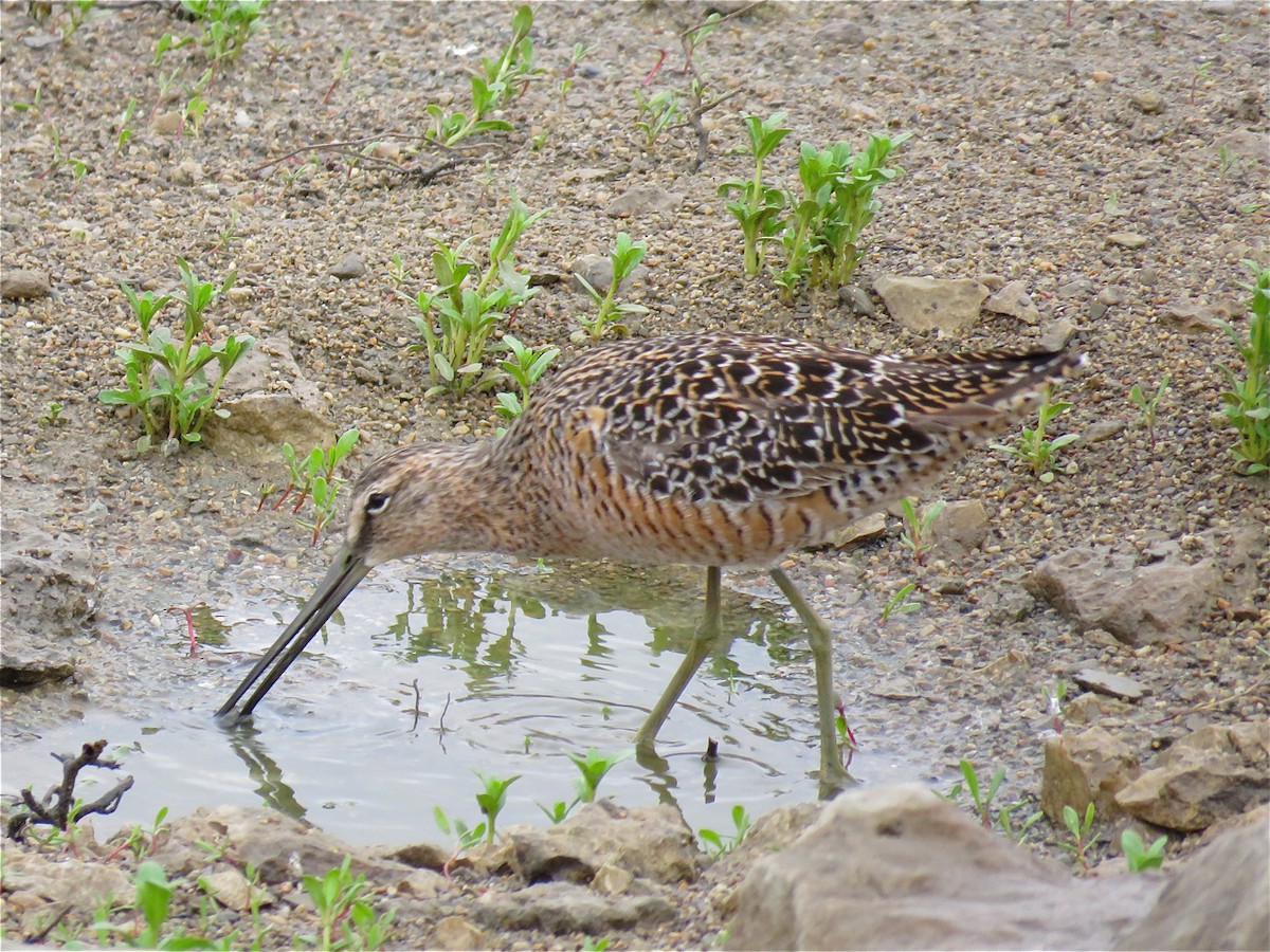 Long-billed Dowitcher - ML101066291