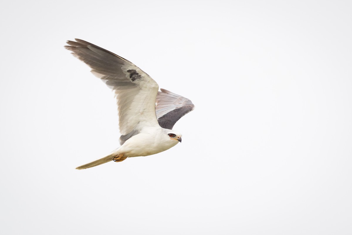 White-tailed Kite - Ryan Sanderson