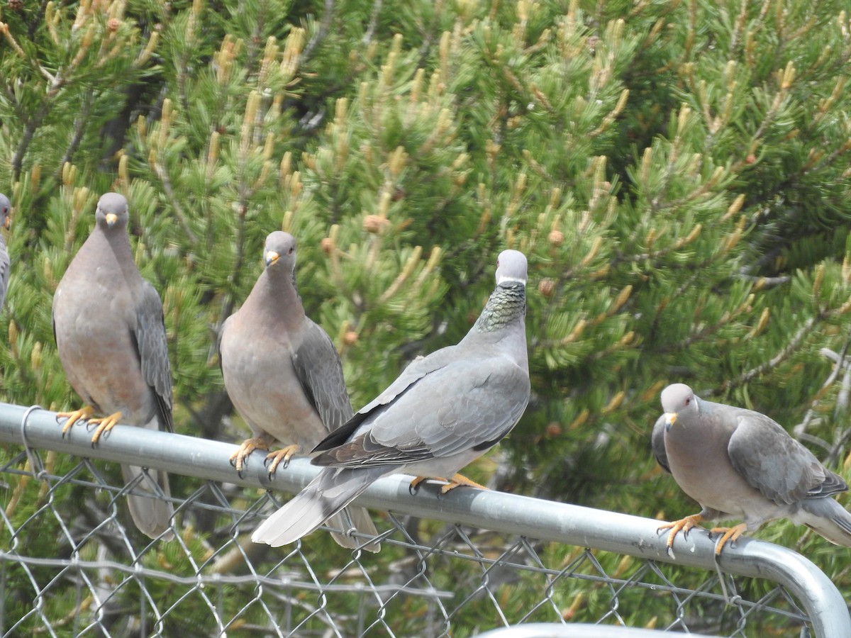 Band-tailed Pigeon - Anonymous