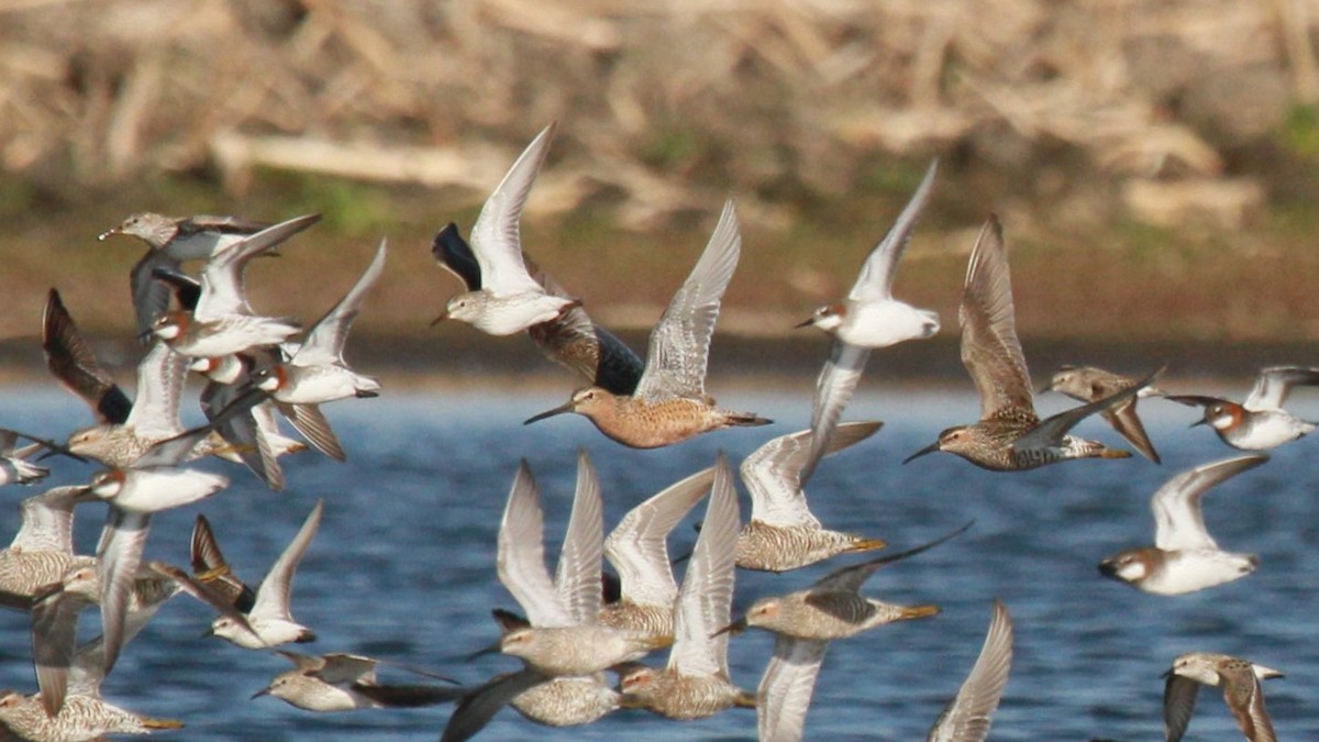 Long-billed Dowitcher - ML101068691