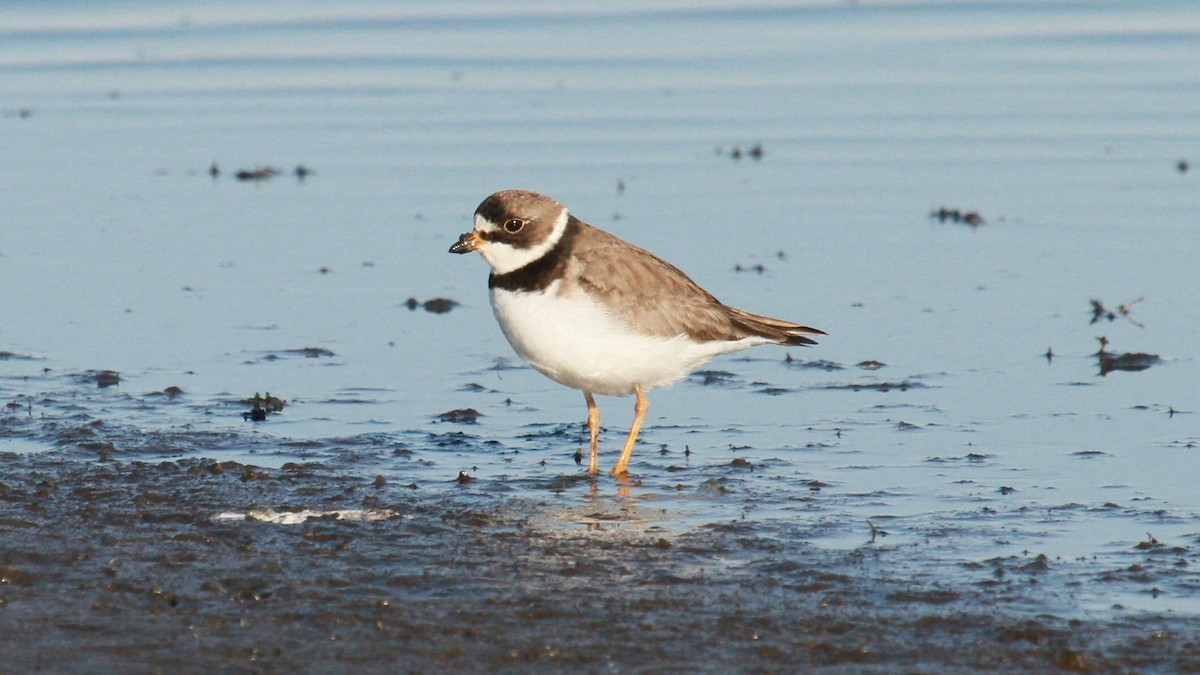 Semipalmated Plover - ML101071591