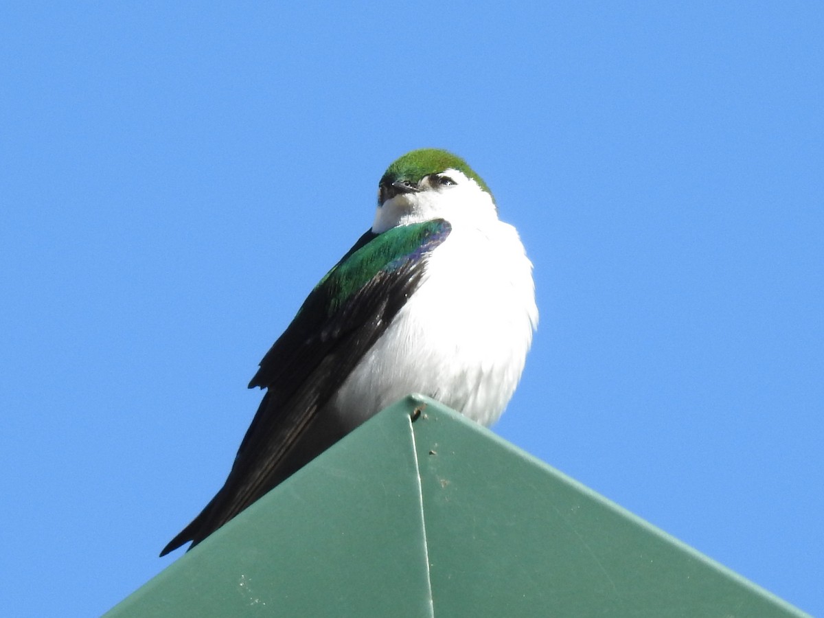 Violet-green Swallow - Lauri Taylor