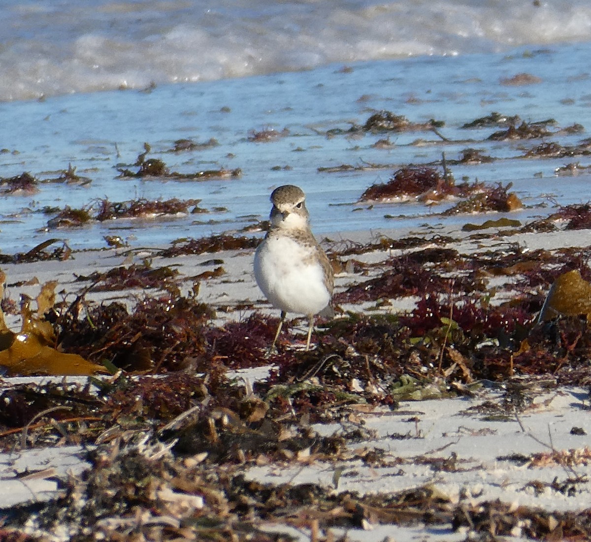 Double-banded Plover - ML101074241