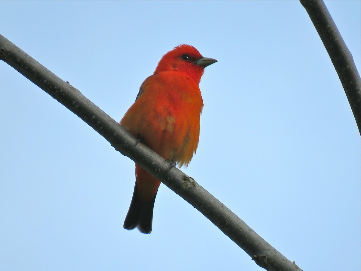 Scarlet Tanager - ML101074251