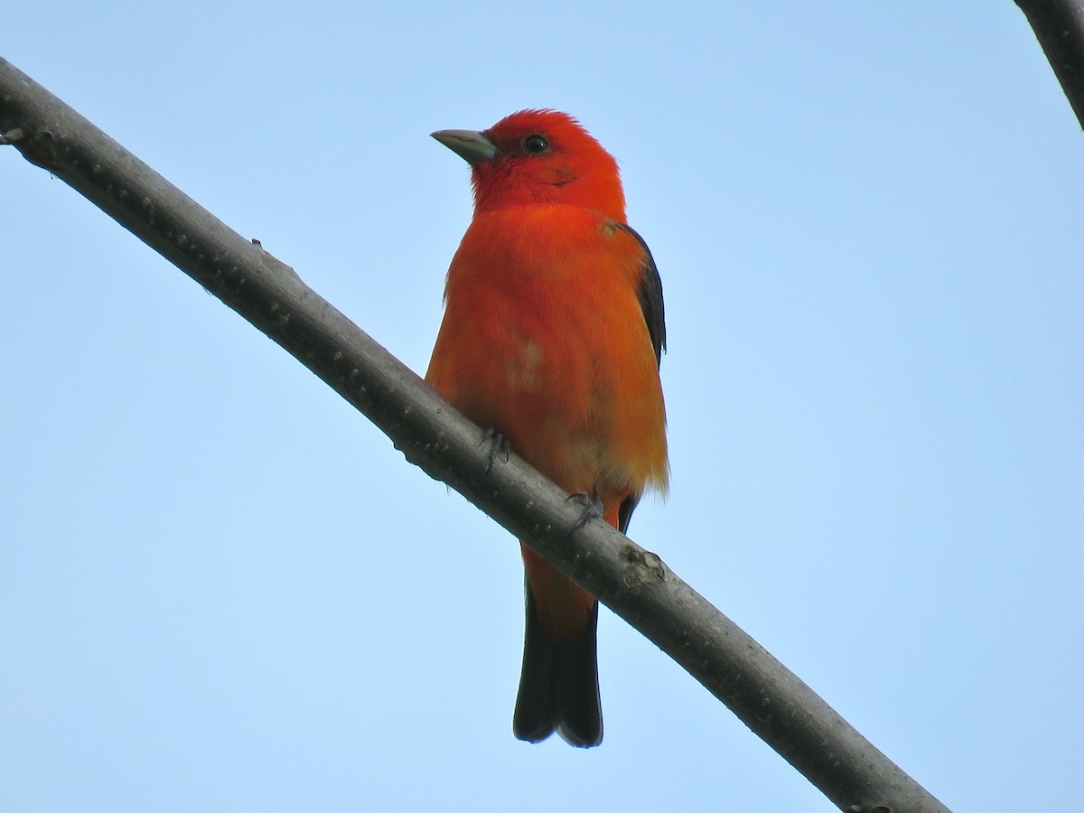 Scarlet Tanager - ML101074271