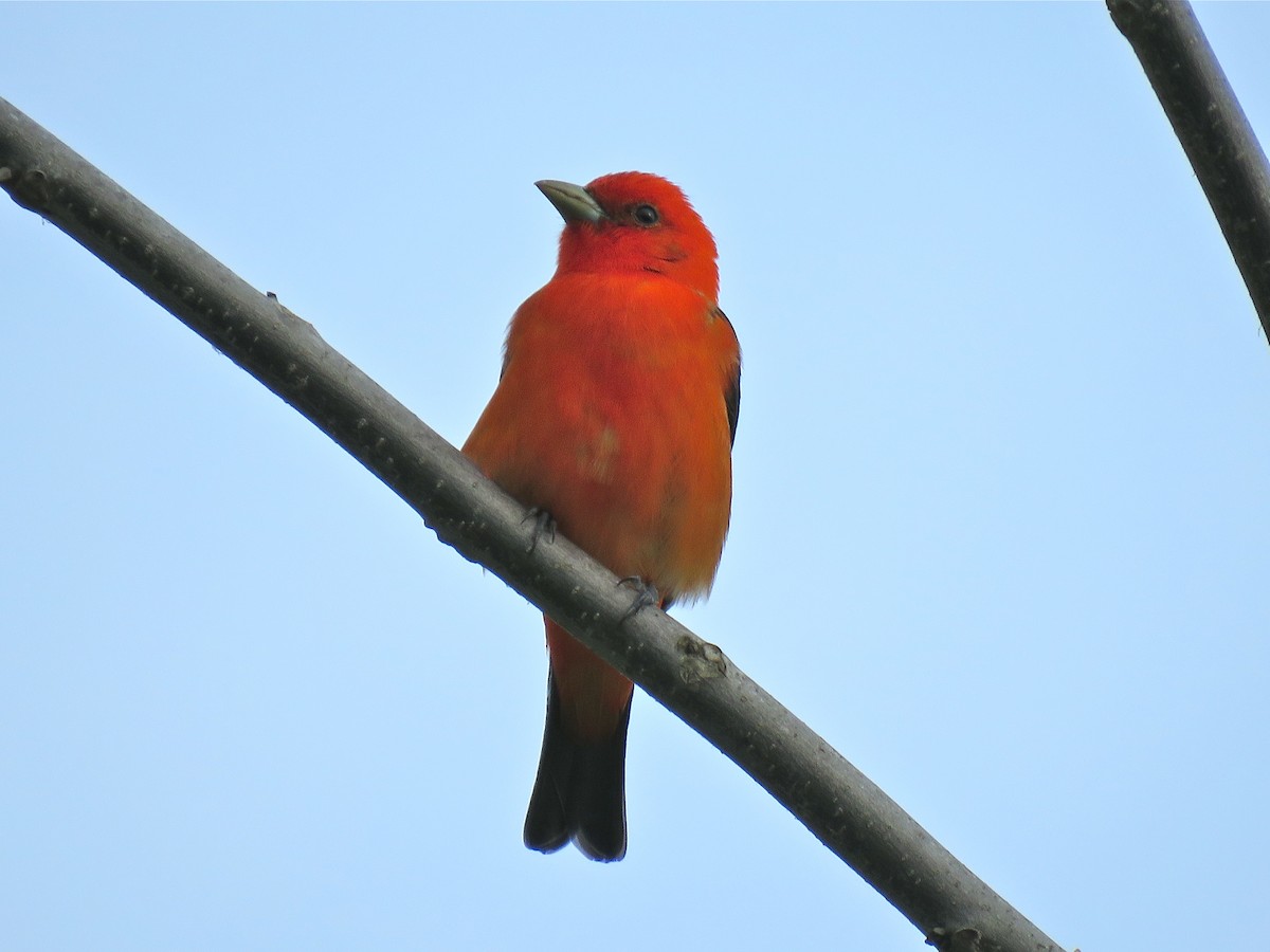Scarlet Tanager - ML101074331