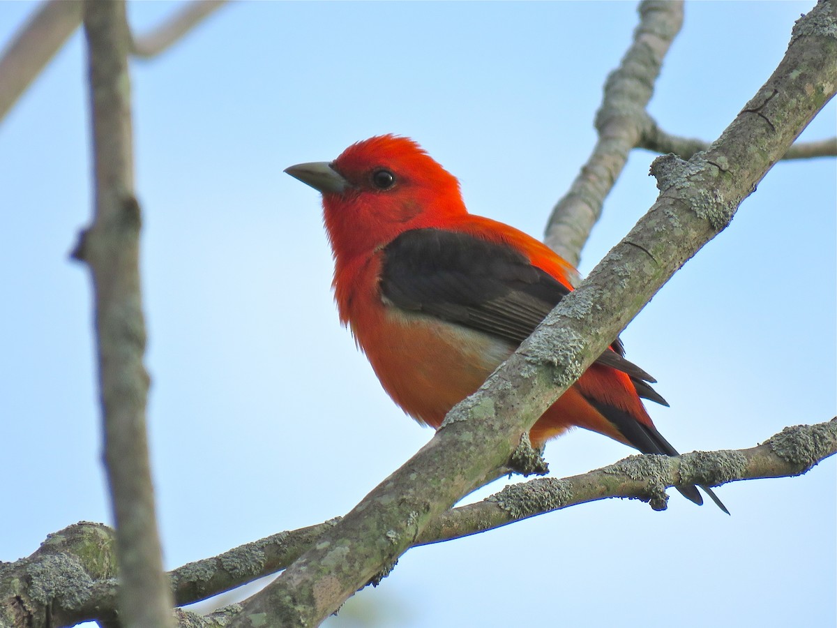 Scarlet Tanager - ML101074381