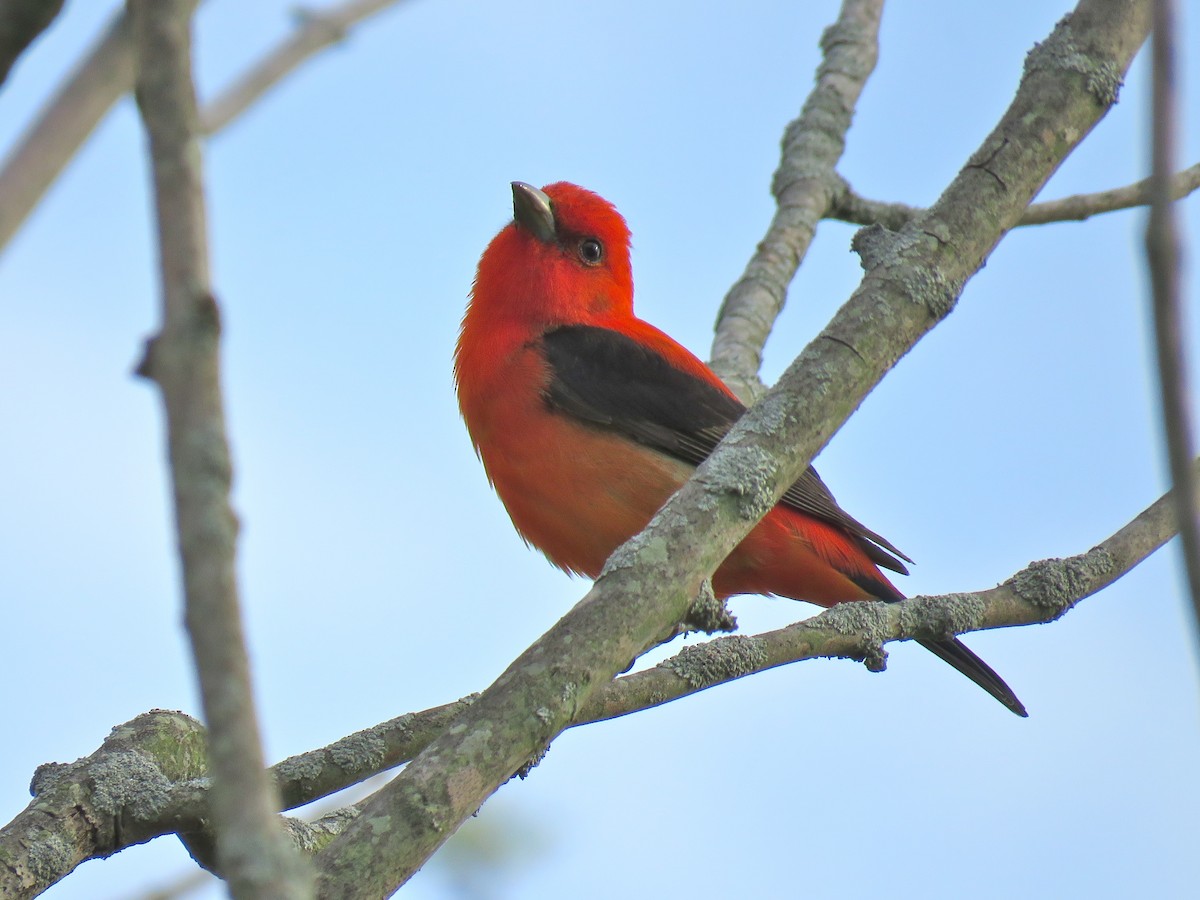 Scarlet Tanager - ML101074401