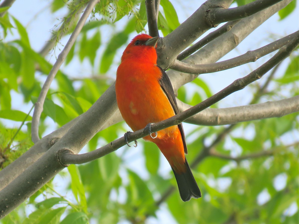 Scarlet Tanager - ML101074561