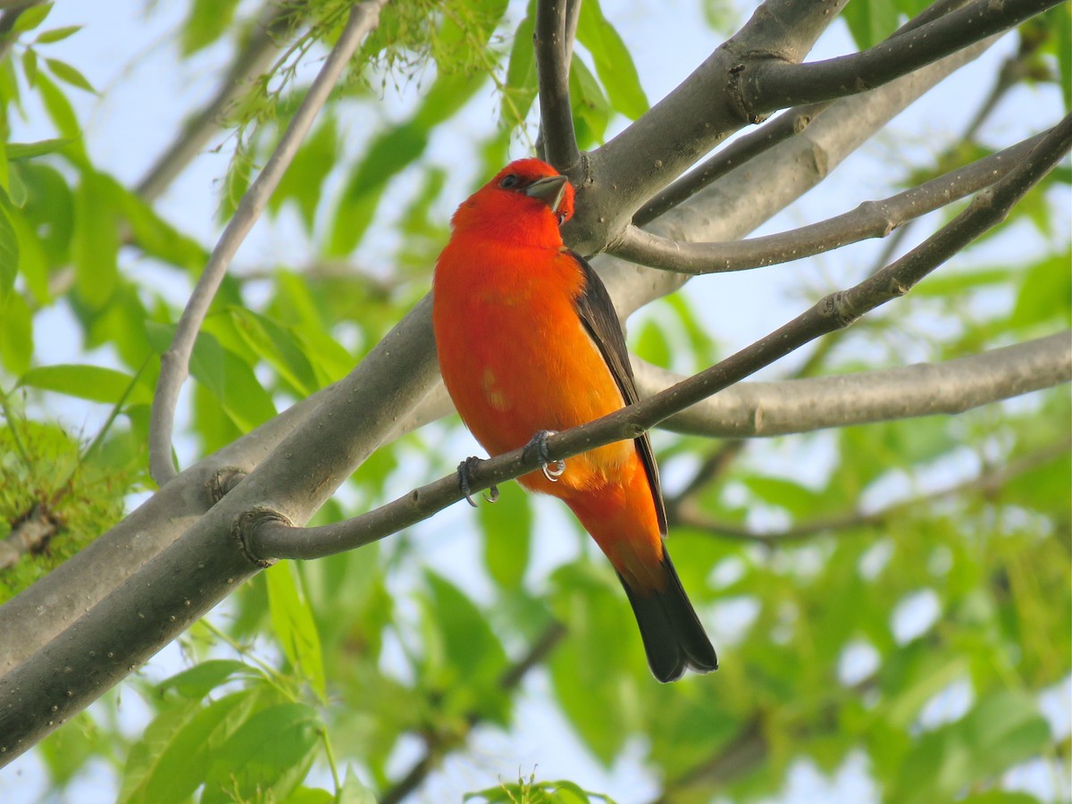 Scarlet Tanager - ML101074661