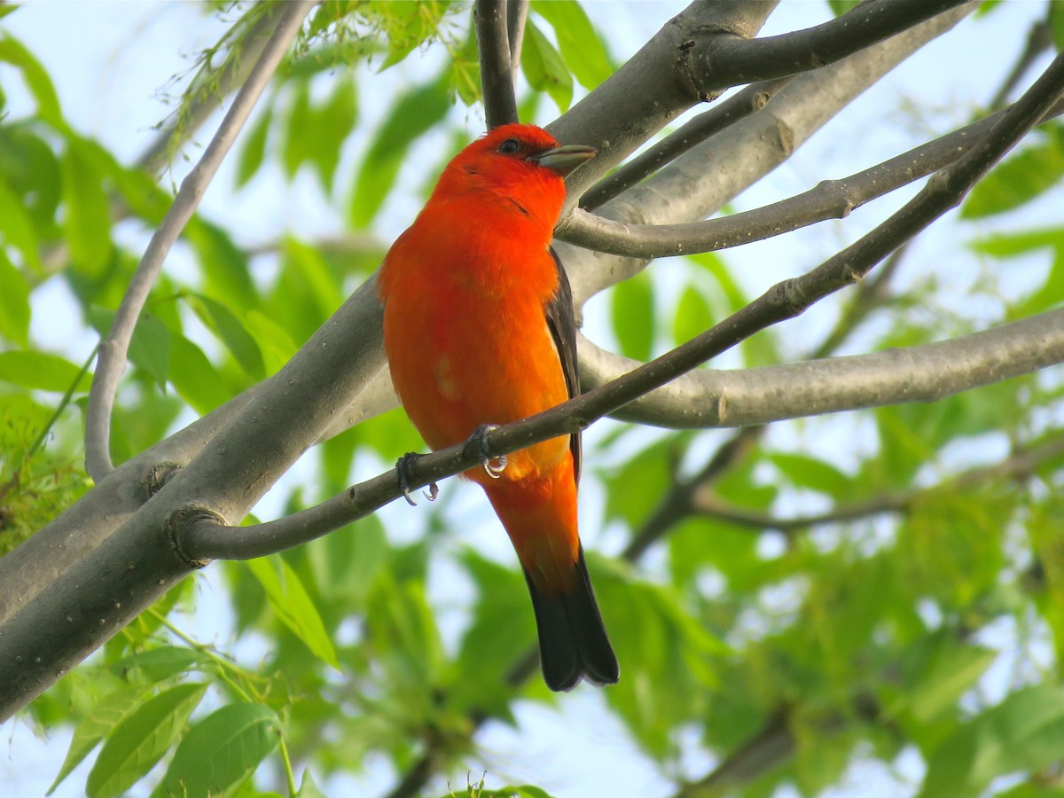 Scarlet Tanager - ML101074691