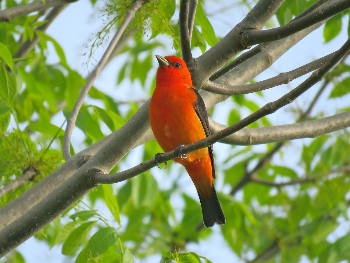 Scarlet Tanager - ML101074701