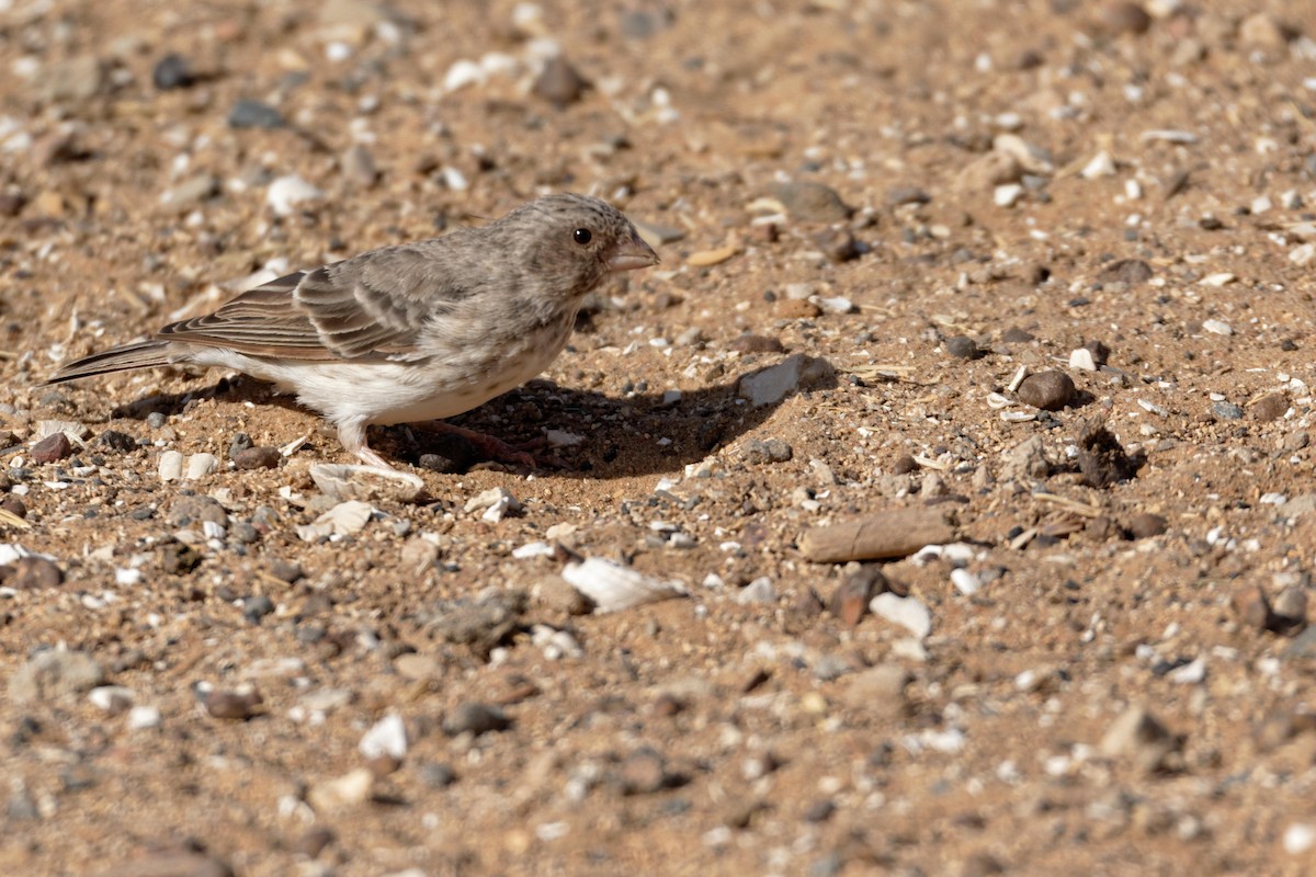 White-rumped Seedeater - Anonymous