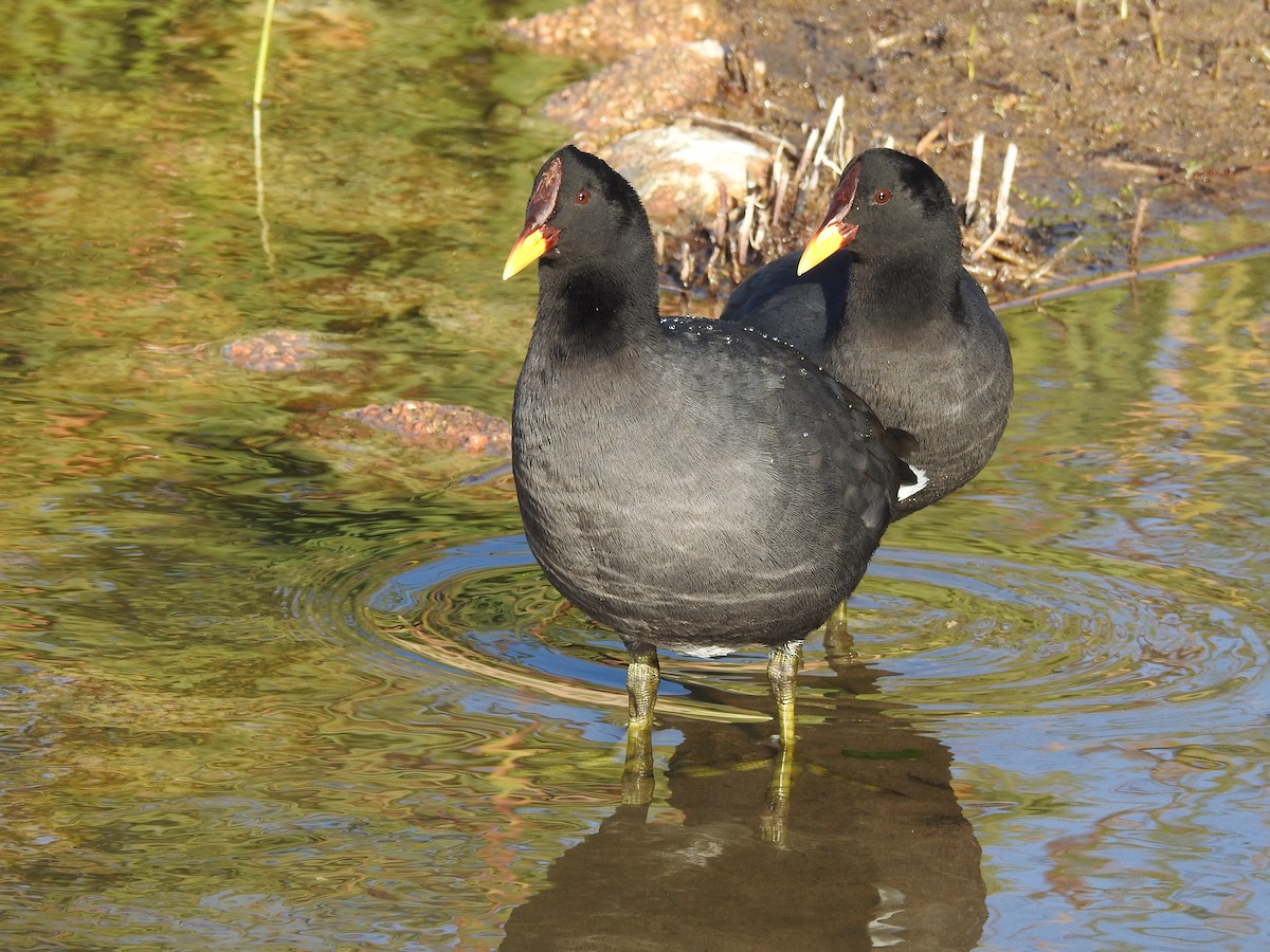 Red-fronted Coot - Saskia Hostens