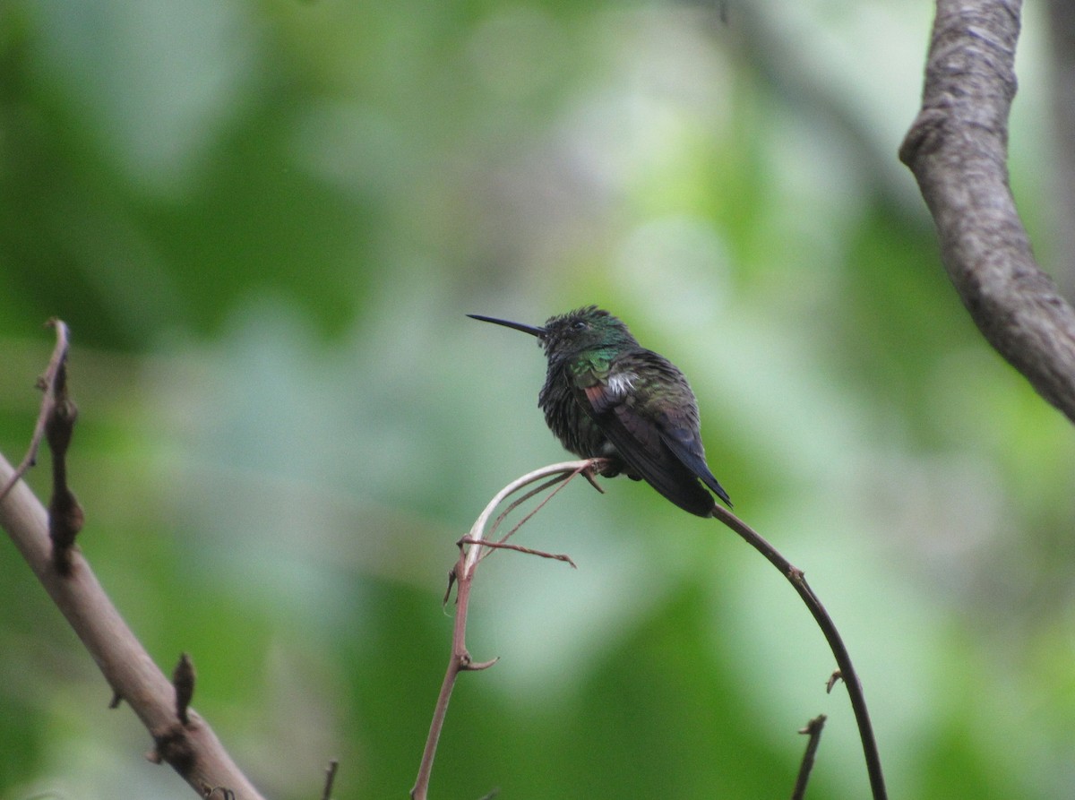 Blue-tailed Hummingbird - ML101074971