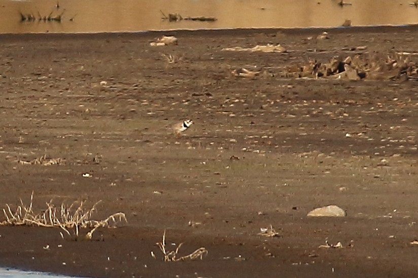 Piping Plover - Andrew Elgin
