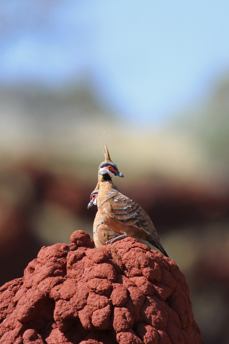 Spinifex Pigeon (Rufous-bellied) - ML101081361