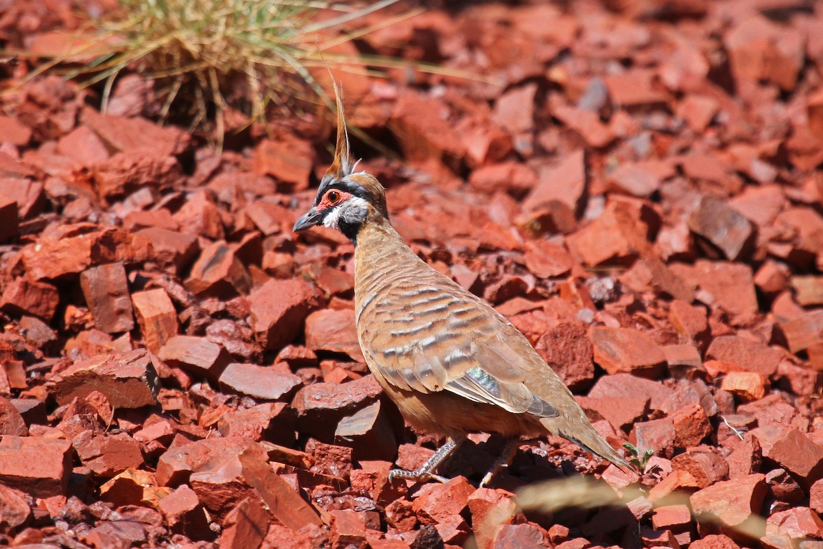 Spinifex Pigeon (Rufous-bellied) - ML101081371