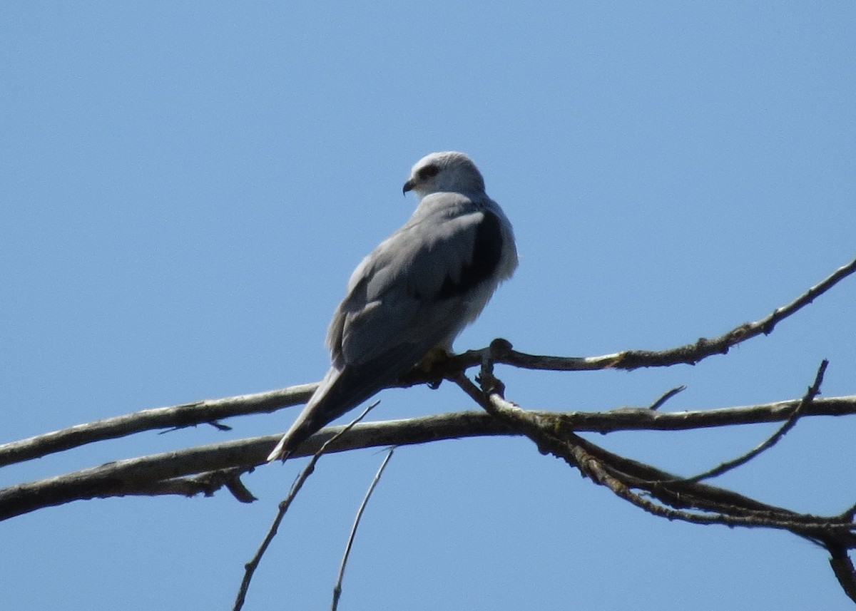 White-tailed Kite - ML101083501