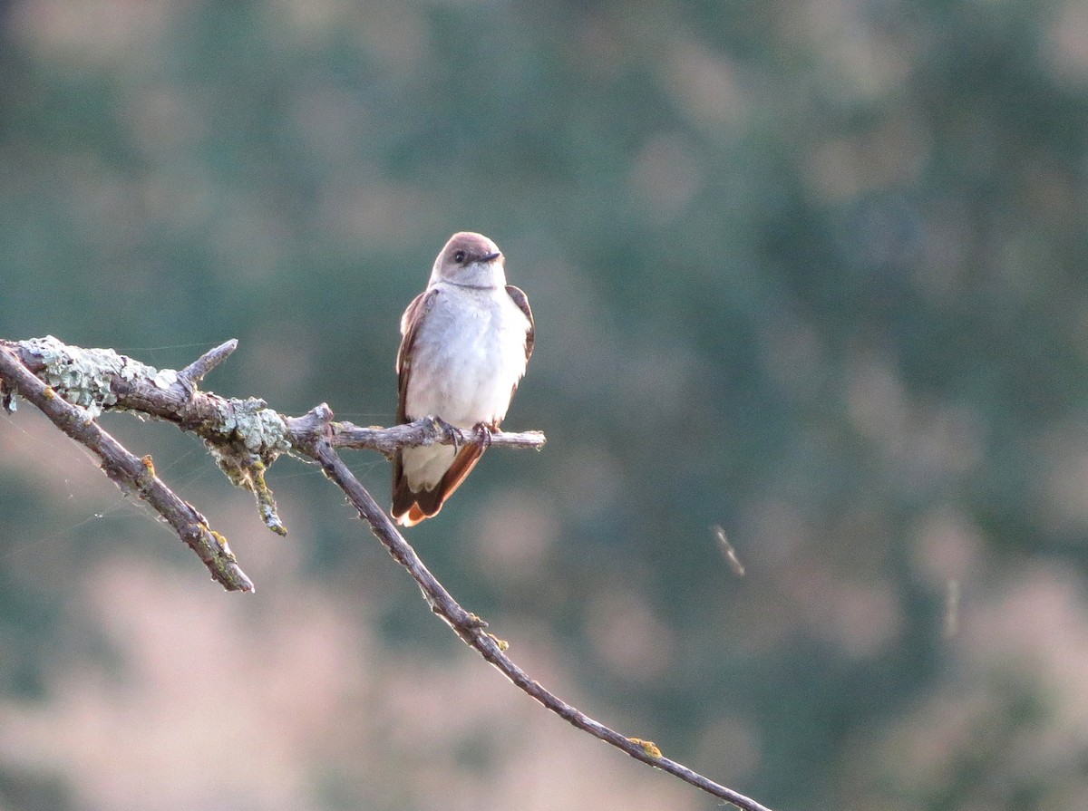 Northern Rough-winged Swallow - ML101083731