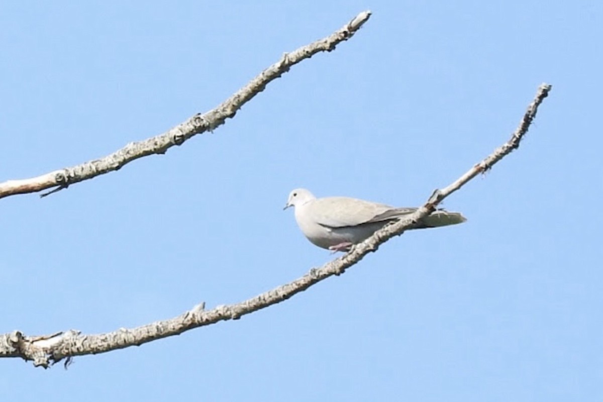 Eurasian Collared-Dove - HyeSook Leechor