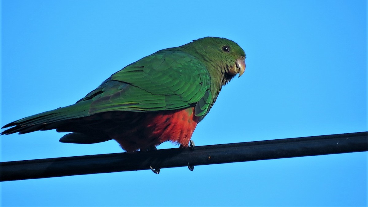 Australian King-Parrot - Ash Allnutt