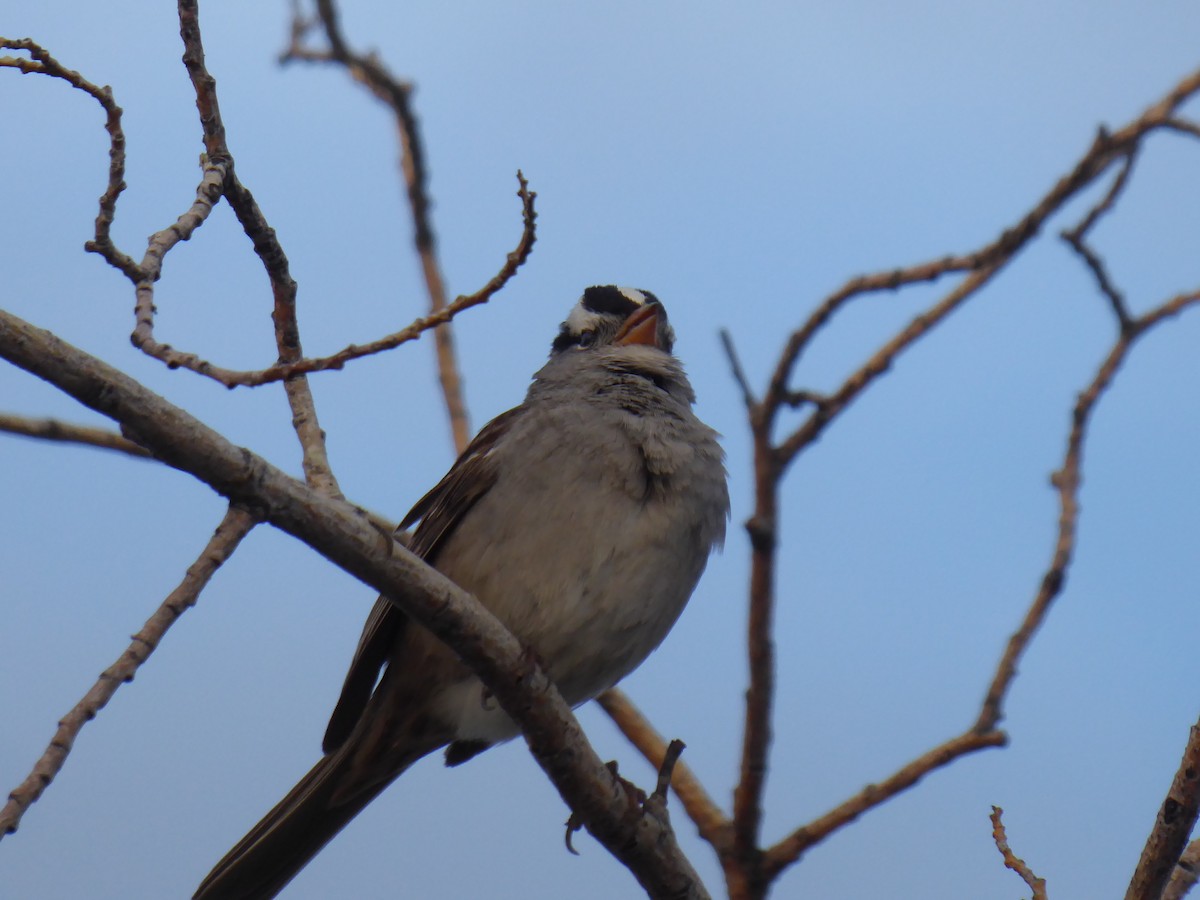 White-crowned Sparrow - ML101085851