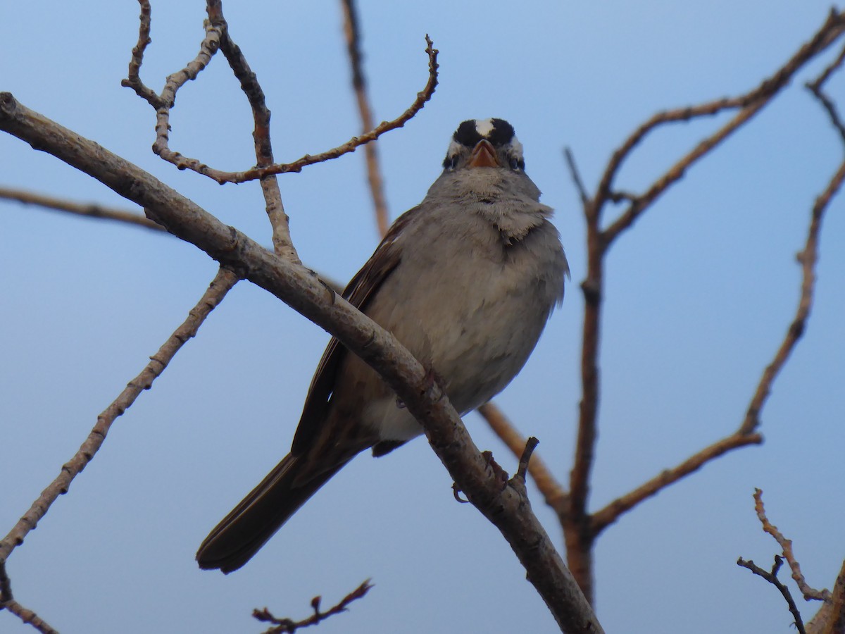 White-crowned Sparrow - ML101085871