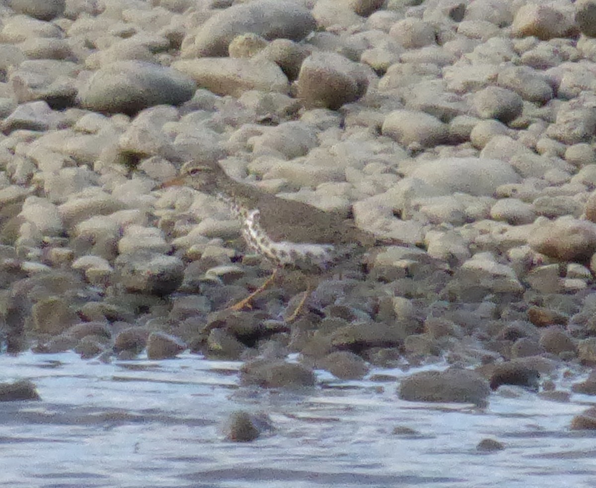 Spotted Sandpiper - T A