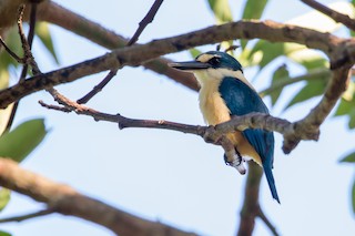  - Flat-billed Kingfisher