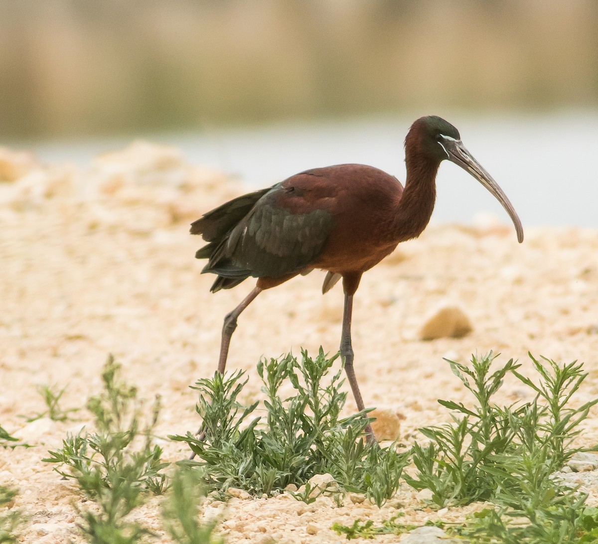 ibis hnědý - ML101091031