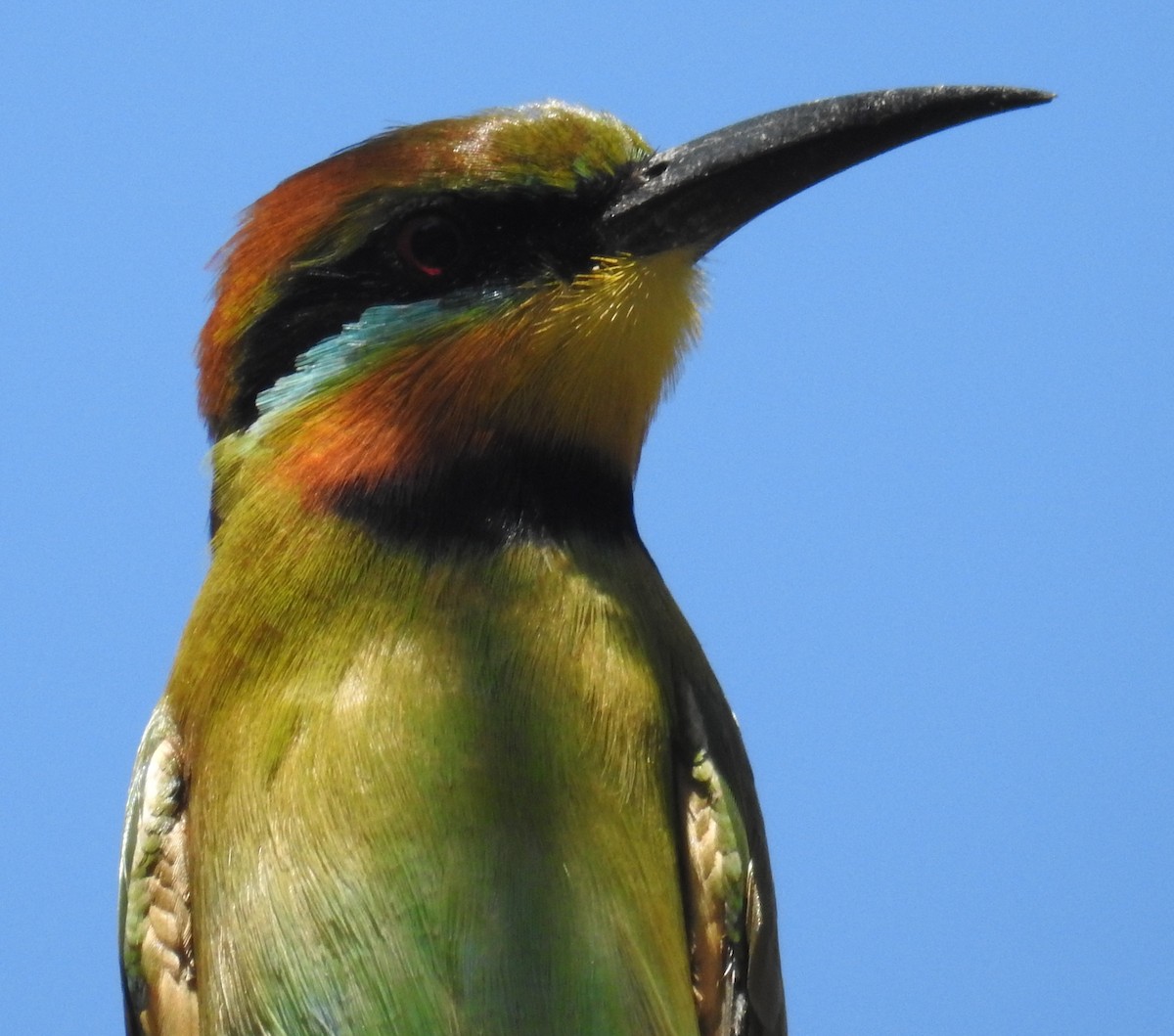 Rainbow Bee-eater - ML101092581