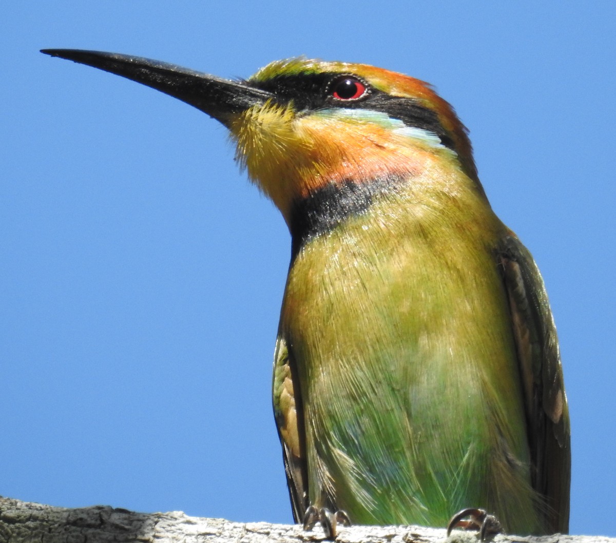 Rainbow Bee-eater - ML101092611