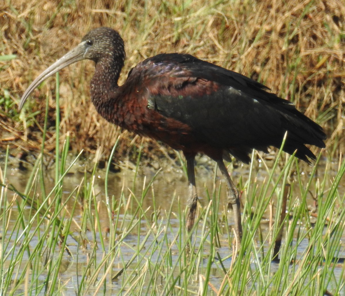 ibis hnědý - ML101092721