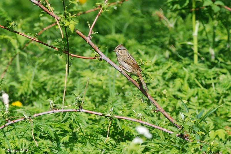 Lincoln's Sparrow - Julie Tremblay (Pointe-Claire)