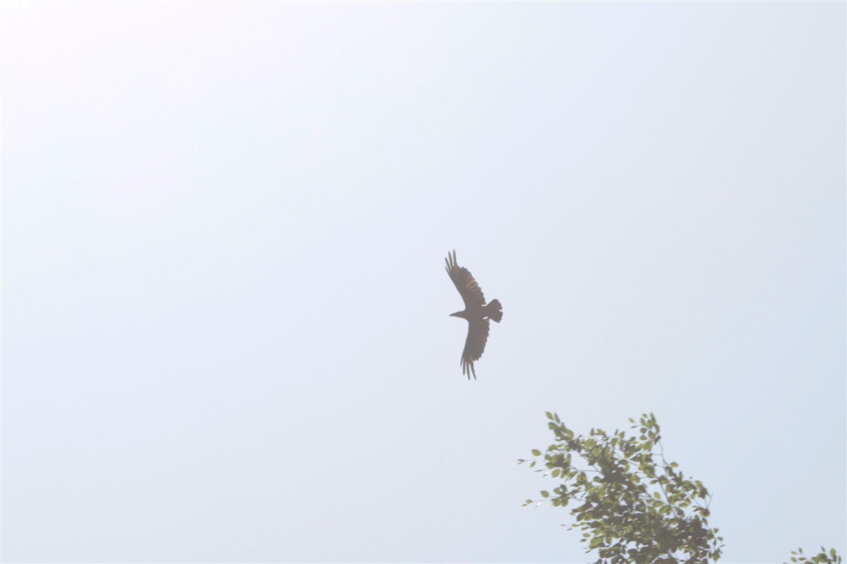 Common Raven - Salih MALAKCIOGLU