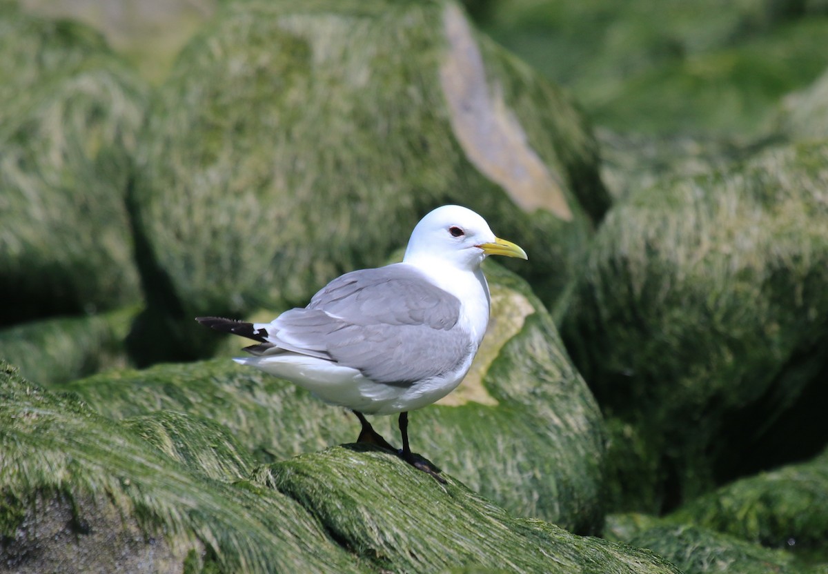 Mouette tridactyle - ML101097111