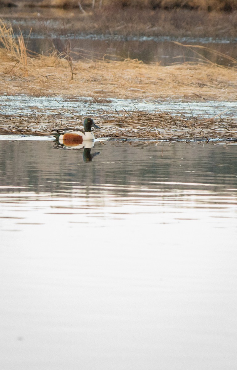 Northern Shoveler - Jean-Philippe Soucy