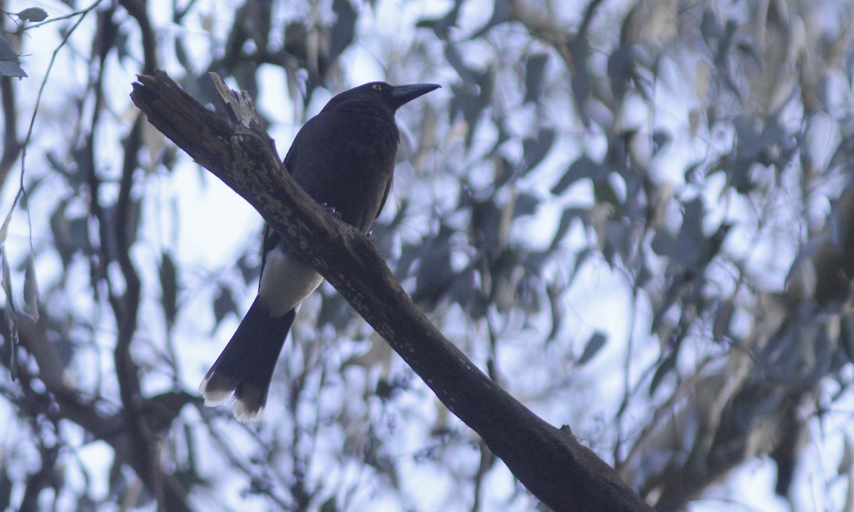 Pied Currawong - ML101098641