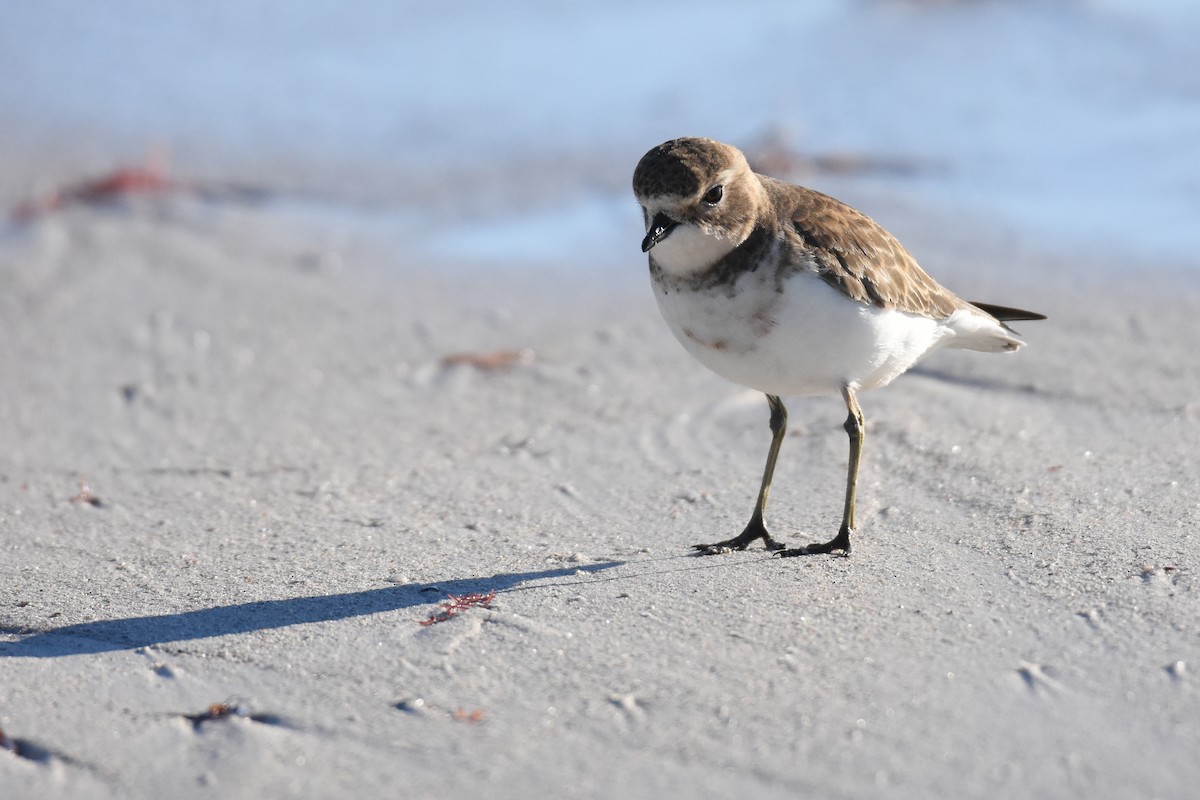 Double-banded Plover - ML101100921