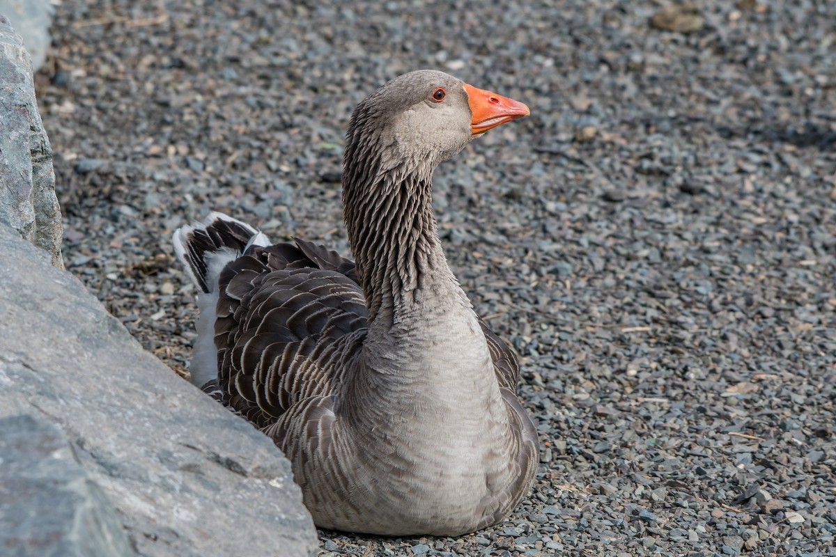 Graylag Goose (Domestic type) - ML101101331