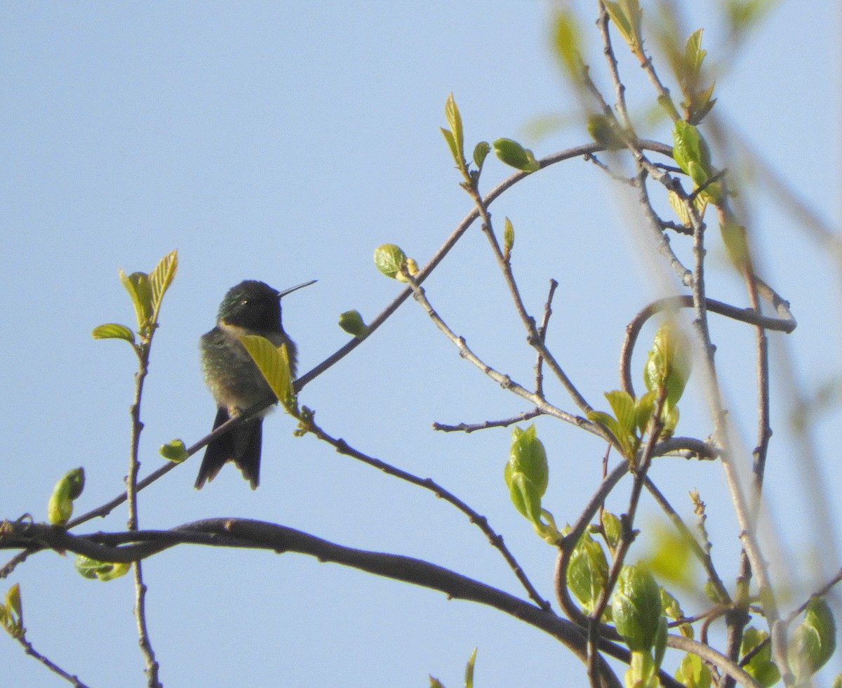 Ruby-throated Hummingbird - Tom Olson
