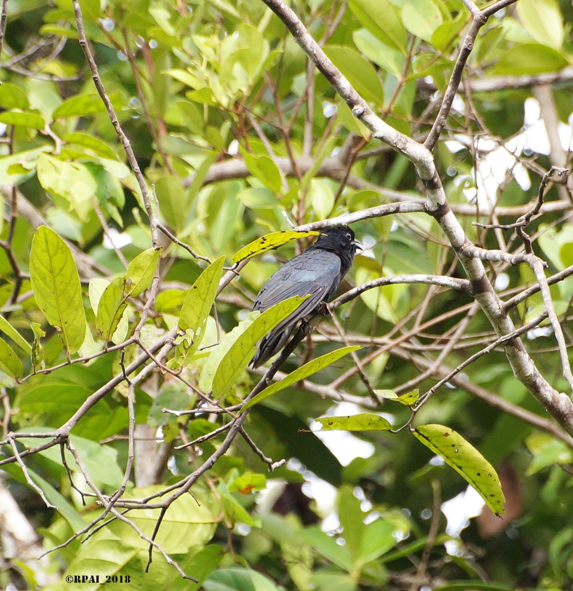 Fork-tailed Drongo-Cuckoo - Raghavendra  Pai