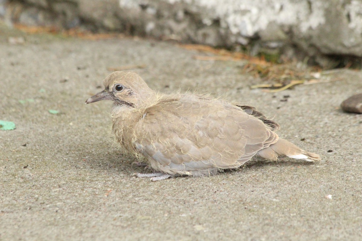 Eurasian Collared-Dove - ML101103691