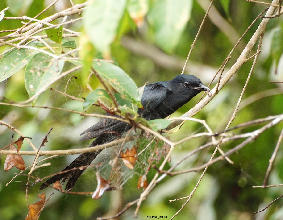 Fork-tailed Drongo-Cuckoo - Raghavendra  Pai