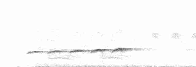 Вилохвостая дронговая кукушка - ML101103741