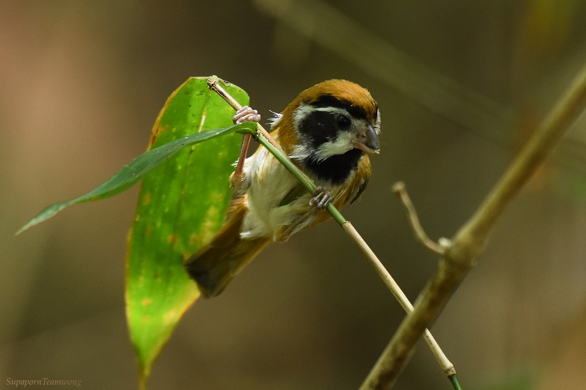 Black-throated Parrotbill (Black-eared) - Supaporn Teamwong
